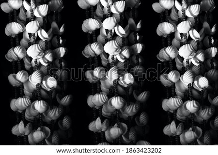 Beautiful hanging sea snails unique black and white photo