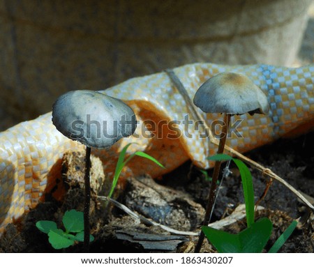 this is a picture of mushrooms in the garden
