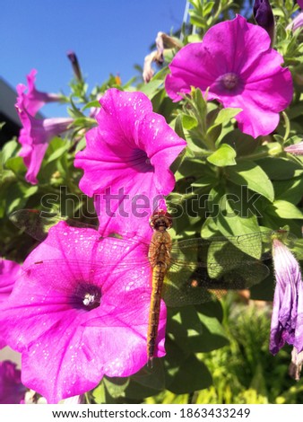 Dragonfly background picture caught on fresh pink flowers in the morning.