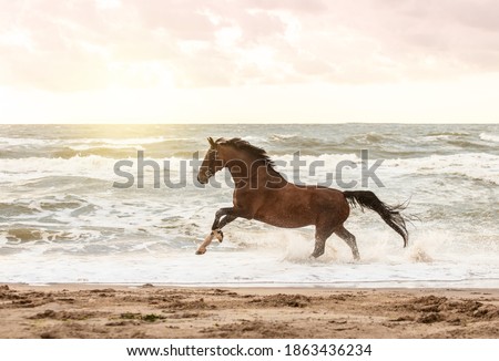 horse running in freedom at the beach 