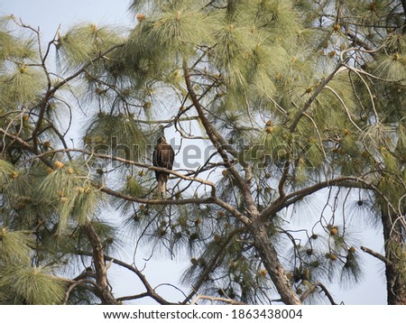 A small eagle perches itself in one of the branches of a pine tree.