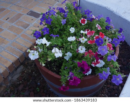 Pot of a mix of assorted colorful flowers on a walkway