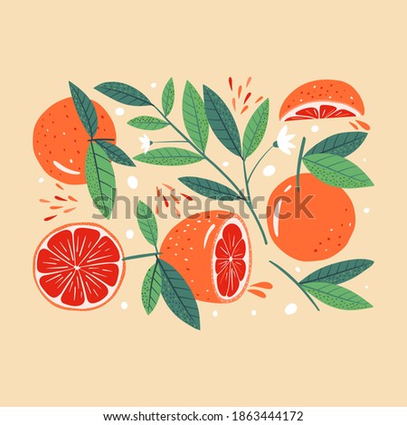 Modern poster with grapefruit. Botany art print. Modern design for paper, covers, cards, fabrics, interior items and other users. Vector illustration. Royalty-Free Stock Photo #1863444172