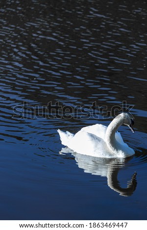 White swan on a blue lake