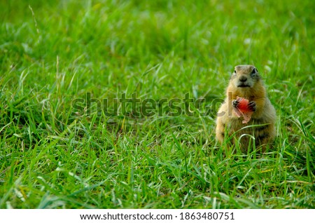 Gopher sitting in the grass