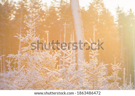 A beautiful early winter landscape of a small forest clearing during the sunrise. Winter scenery of Northern Europe.