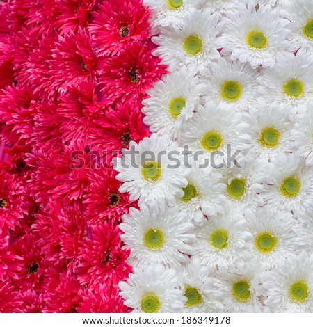 Flower background from artificial white and red flower.