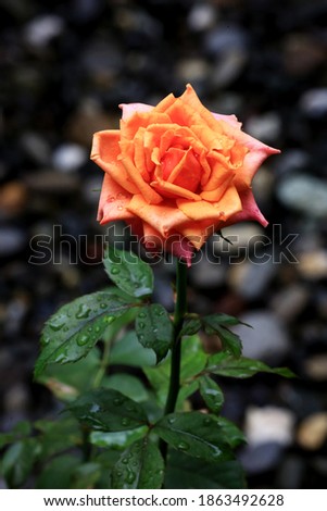 Very beautiful roses with orange and pink colors.