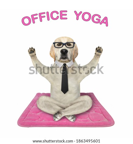 A dog in a black tie and glasses is doing yoga exercises on a pink fitness mat. Office  yoga. White background. Isolated.