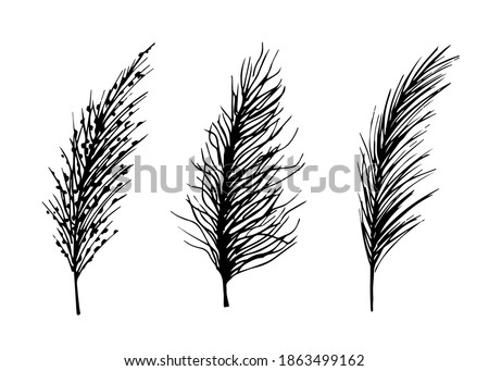 Hand-drawn vector black and white ink sketch. Set of wild steppe pampas grass, cortaderia plant. Panicle twigs for boho decor, decoration. Royalty-Free Stock Photo #1863499162