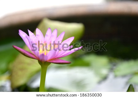 Pink Lotus flower beautiful lotus. 