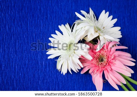 Beautiful blooming fresh gerbera daisy flowers isolated on blue paper background.