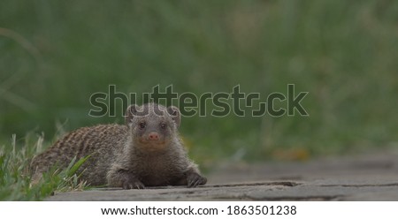 portrait of adorable banded mongoose on ground looking at camera with blurry background in wild masai mara kenya
