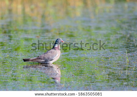 Wild Wood pigeon or Columba palumbus in water of pond