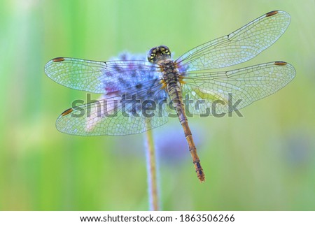 dragonfly sitting on a flower Royalty-Free Stock Photo #1863506266