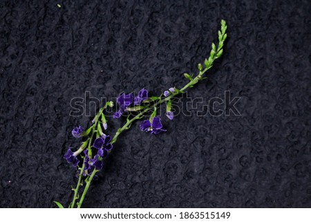Flower composition and beautiful blooming fresh blue flowers on paper background