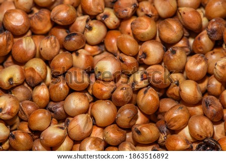 sorghum seeds in detail aka great millet, Indian millet, milo, durra or shallu Royalty-Free Stock Photo #1863516892