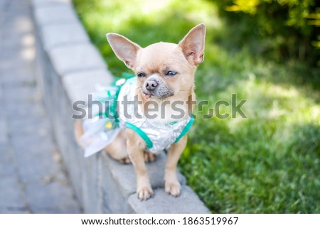 cute little chihuahua on set in clothes in the park babe
