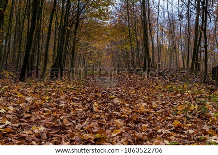 A European Beech forest in autumn colours. Picture from Scania county, southern Sweden Royalty-Free Stock Photo #1863522706