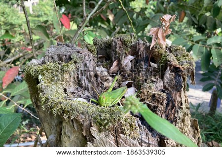 Large grasshopper sitting on top of a tree stump in Fanlu Township, southern Taiwan. On a morning hike in Chiayi County in November 2020 this enormous grasshopper kindly posed pictures.