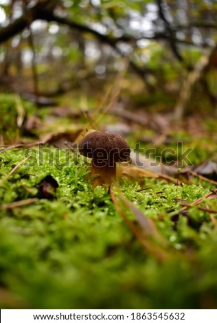 mushroom and green backgraund. outodoors photo. forest life