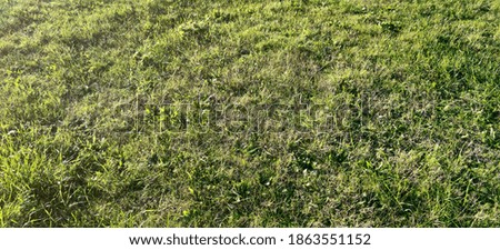 Top view of a meadow. High quality photo
