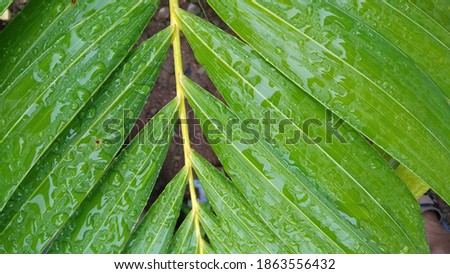 palm tree leaves after the rain of fresh green