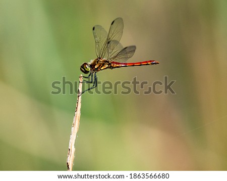 A Japanese autumn darter dragonfly, sympetrum frequens, rests perched on top of a bit of dry wetland reed near a river in Sagamihara, Japan. Royalty-Free Stock Photo #1863566680