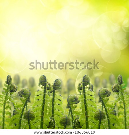 border of green ferm sprouts under sun in garden