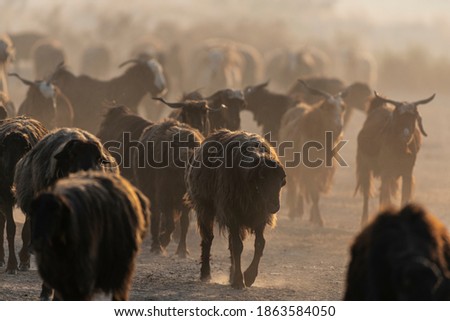 flock of goats in dust 