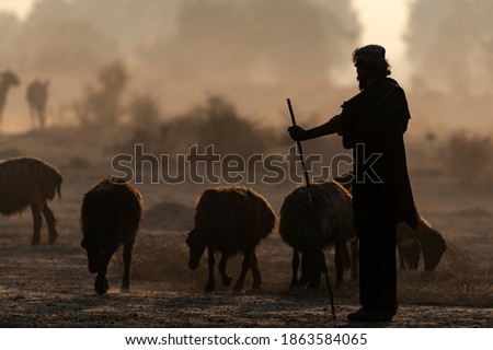shepherds with sheep and cattle in the dust silhouette picture 