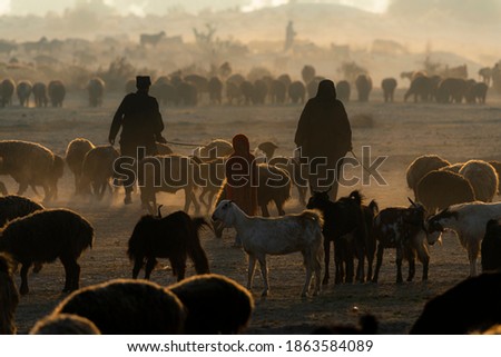 herd of sheep  with shepherds in dust ,
 shepherds with  cattle in the morning light