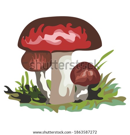 various mushrooms with green grass in the forest. A mushroom or toadstool is the fleshy, spore-bearing fruiting body of a fungus, typically produced above ground, on soil, or on its food source.