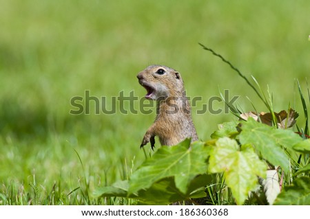 European ground squirrel, [Spermophilus citellus]