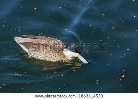 Dabbling duck swimming with its bill in the water .