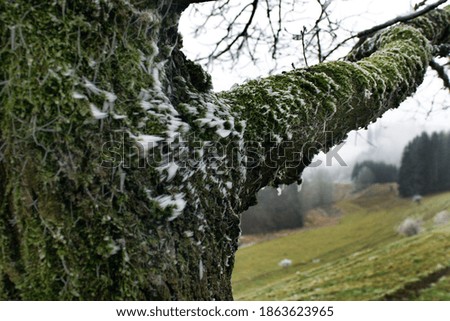 frost on a tree limb