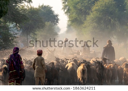 shepherds with sheep and cattle in nomadic life 