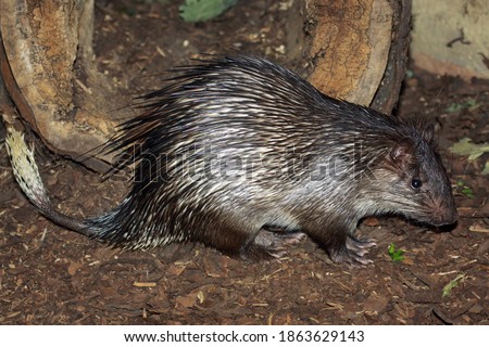 African brush-tailed porcupine (Atherurus africanus)