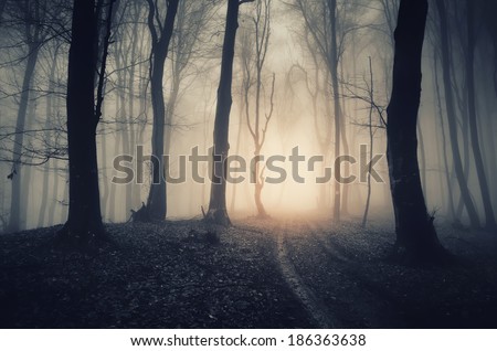 dark forest with path Royalty-Free Stock Photo #186363638