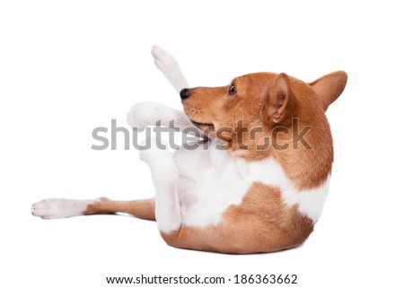 Basenji dog isolated on white