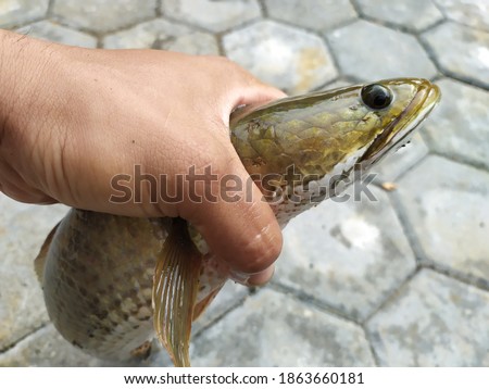 snakehead fish (Channa striata), is a predatory fish