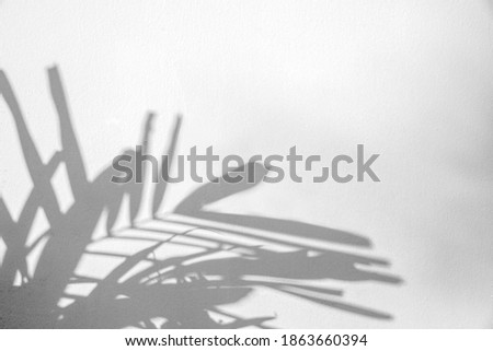Abstract silhouette shadow white background of natural leaves tree branch falling on wall with copy space. Transparent blurry shadow of tropical leaves morning sun light.nature concept 
