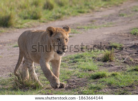 Lions In The Maasai Mara