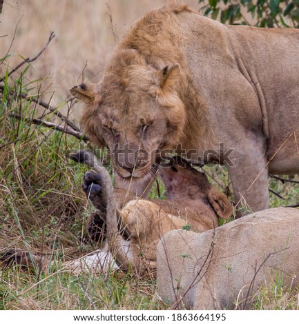 Lions In The Maasai Mara