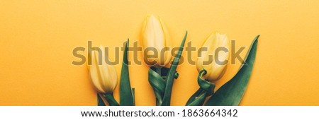 Yellow Classic Tulip on yellow background, spring holiday concept, flat lay style, banner size