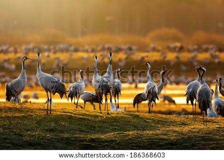 Crane birds (Grus grus) in morning light during a spring sunrise at Hornborgarsjon, Sweden Royalty-Free Stock Photo #186368603