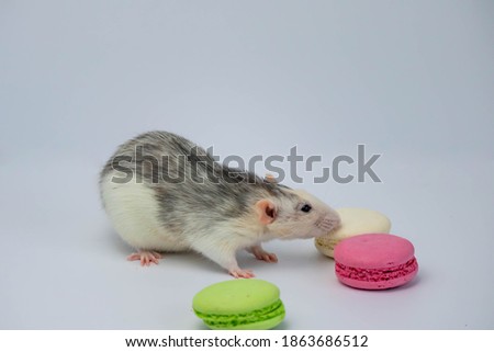 Black and white rat sniffs green and pink macaroons. Close-up portrait of a rat