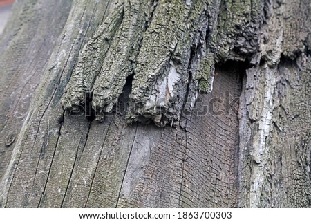 The bark texture of the old Sophora tree