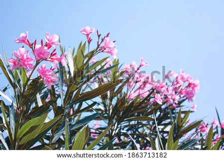 Oleanders, one of the most poisonous commonly grown garden plants