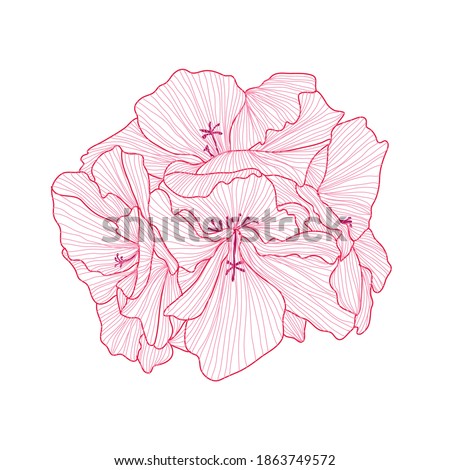 Decorative geranium  flower, design element. Can be used for cards, invitations, banners, posters, print design. Floral background in line art style